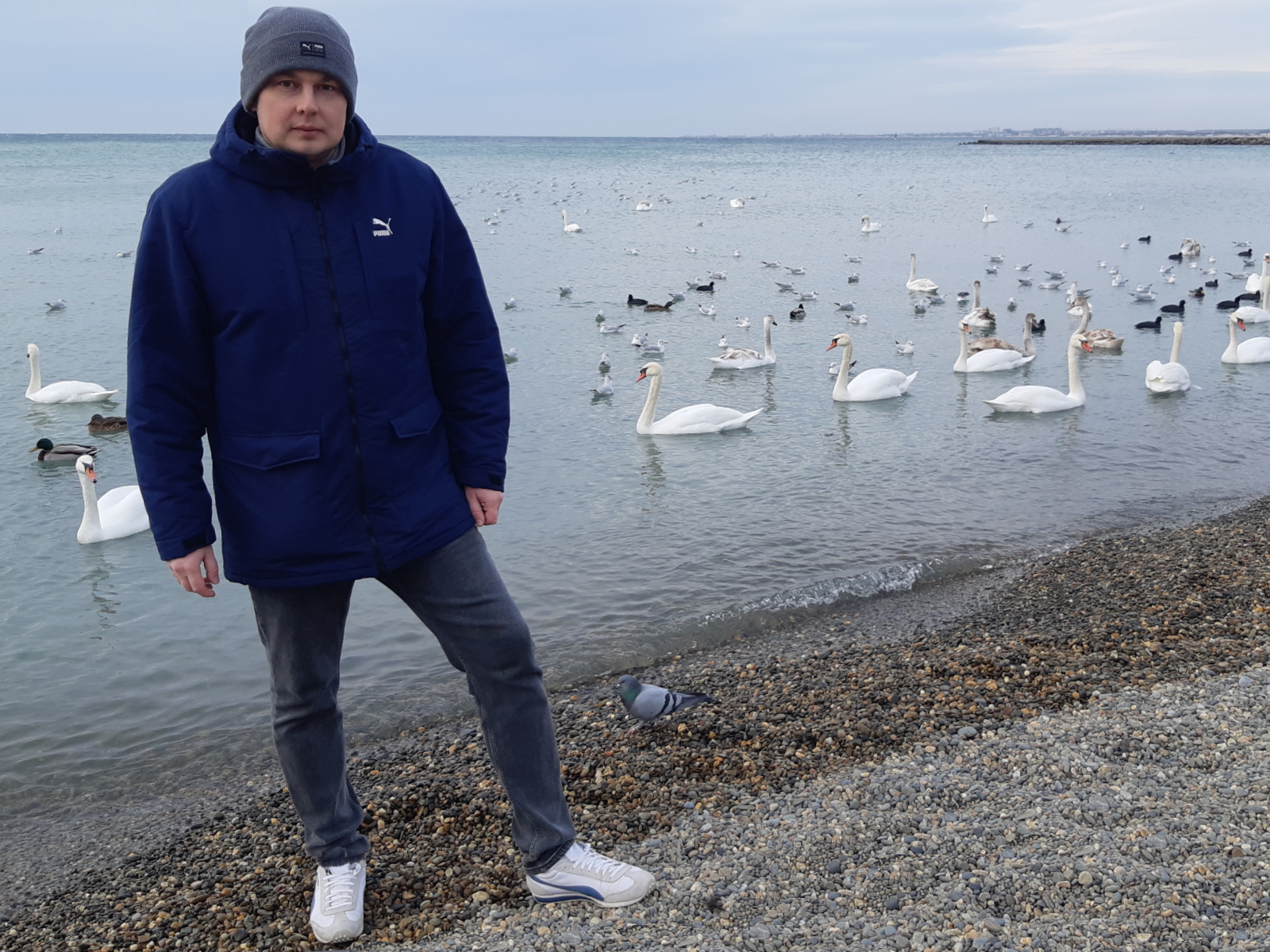 Лебеди на Черном море в Анапе